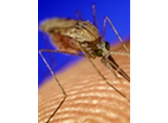 Lotta alla malaria,
il punto debole dell'OMS
